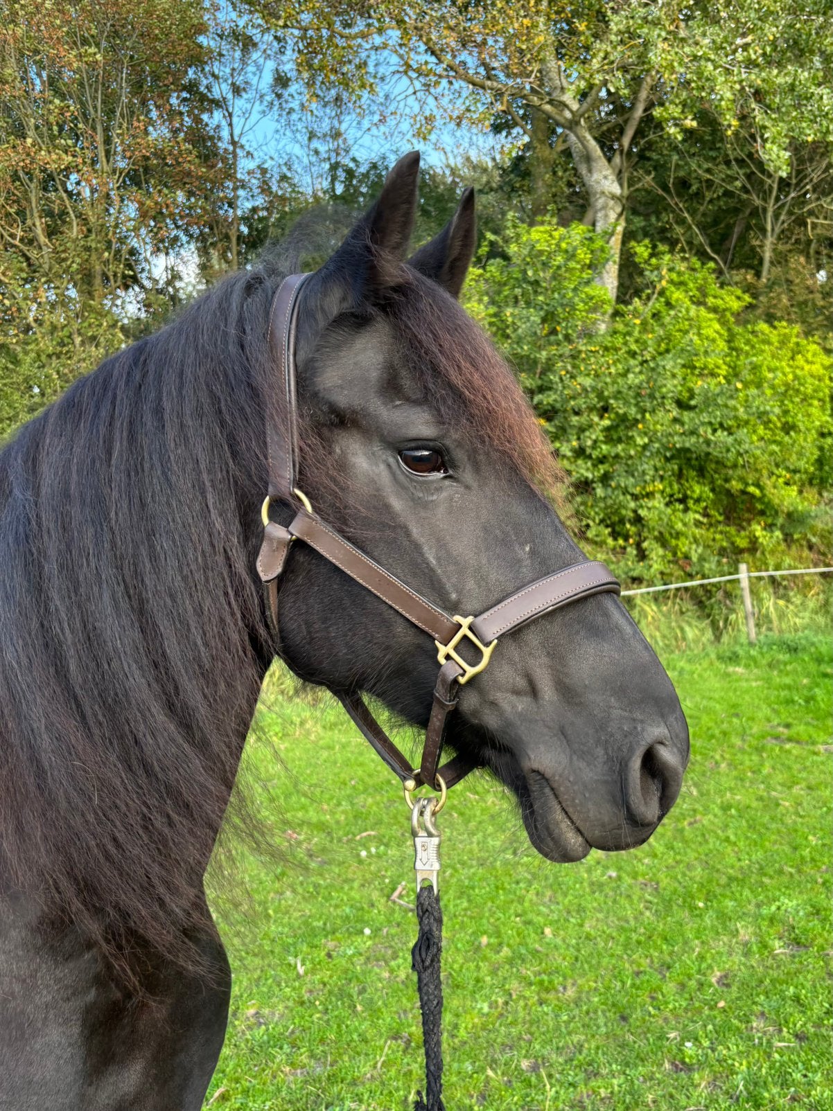 Arabo Fries, Dieren en Toebehoren, Merrie, Met stamboom, 7 tot 10 jaar, 160 tot 165 cm