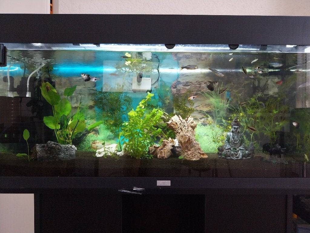 compleet aquarium incl. kast, vissen en pomp, Ophalen, Gebruikt, Inclusief vissen, Gevuld zoetwateraquarium
