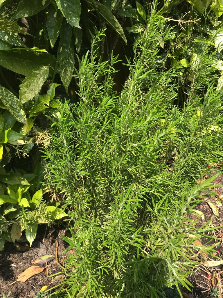 5taken rozemarijn voor €1( het is van mijn tuin), Tuin en Terras, Planten | Tuinplanten, Ophalen, Overige soorten, Volle zon