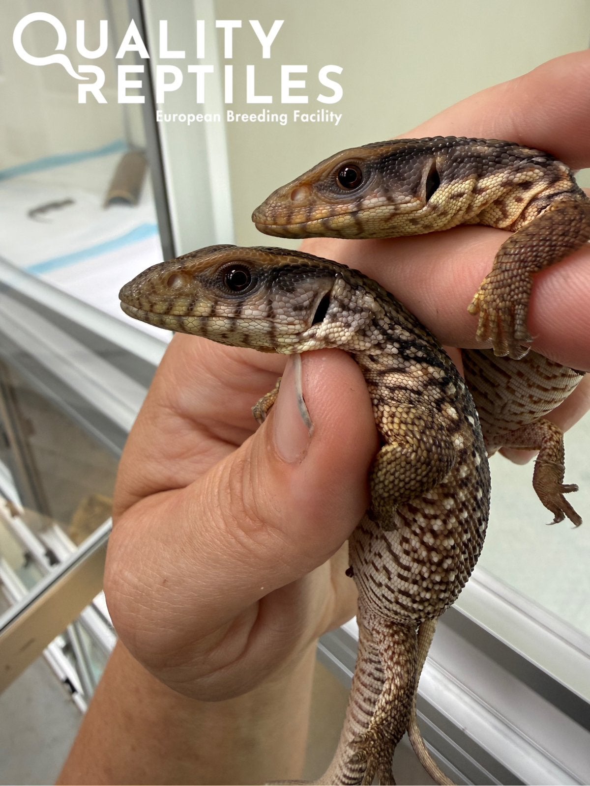 Echte nakweek steppenvaranen! Varanus exanthematicus, Hagedis, Tam, 0 tot 2 jaar