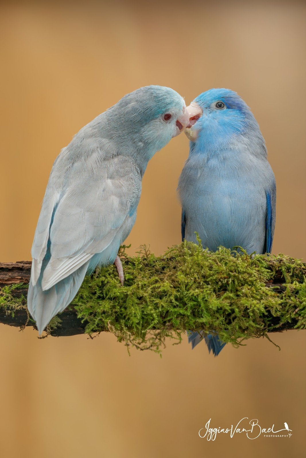 Diverse koppels en jonge forpussen, Dieren en Toebehoren, Vogels | Parkieten en Papegaaien, Meerdere dieren, Dwergpapegaai of Agapornis