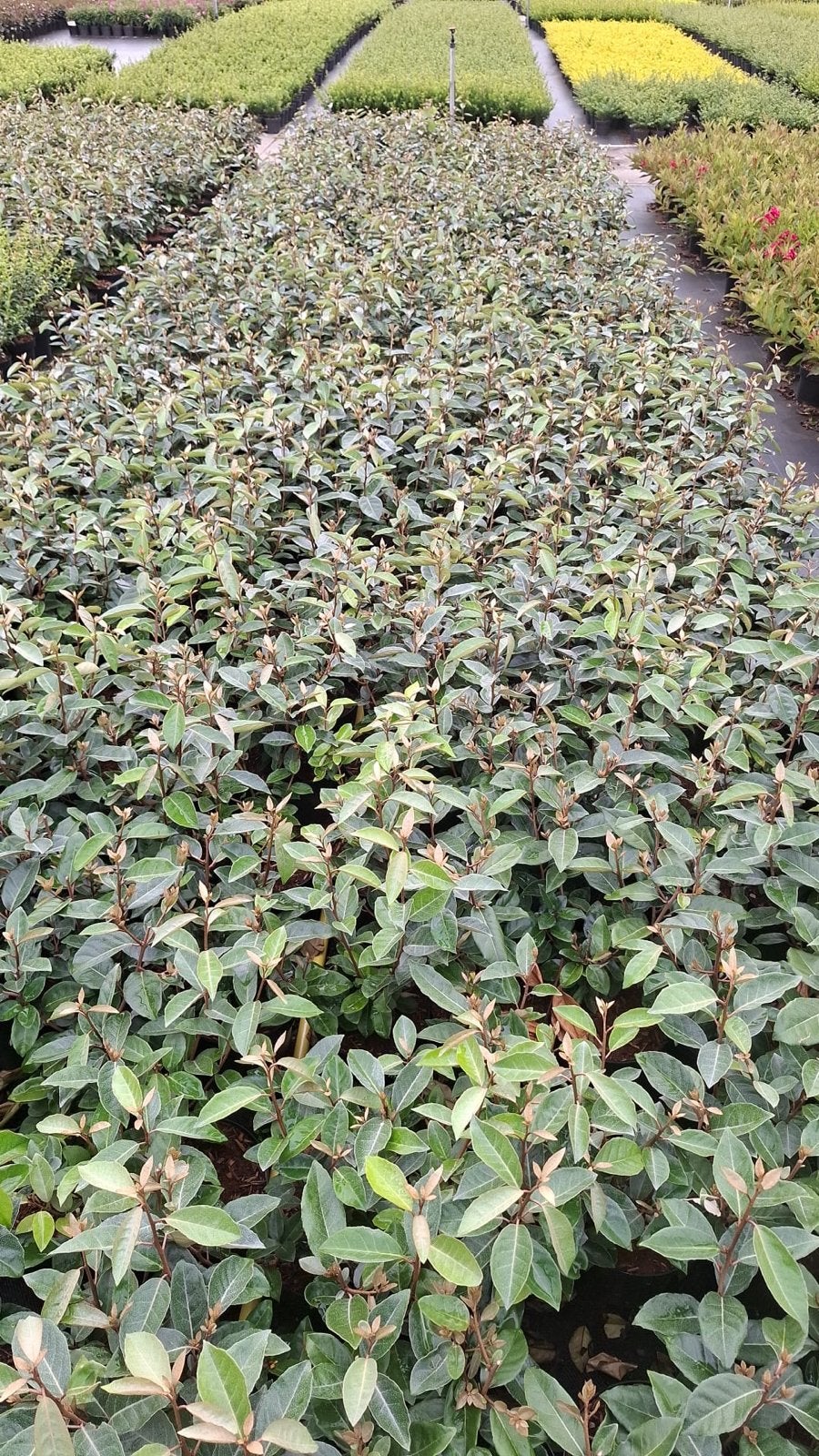 Eleagnus ebbingei en compacta - Groenblijvende Olijfwilg, Volle zon, Vaste plant, Herfst, Ophalen
