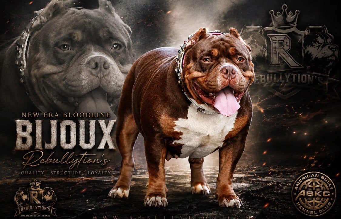 LAATSTE American bully micro/pocket Choco tan(Merle), Dieren en Toebehoren, Overige rassen, CDV (hondenziekte), 8 tot 15 weken