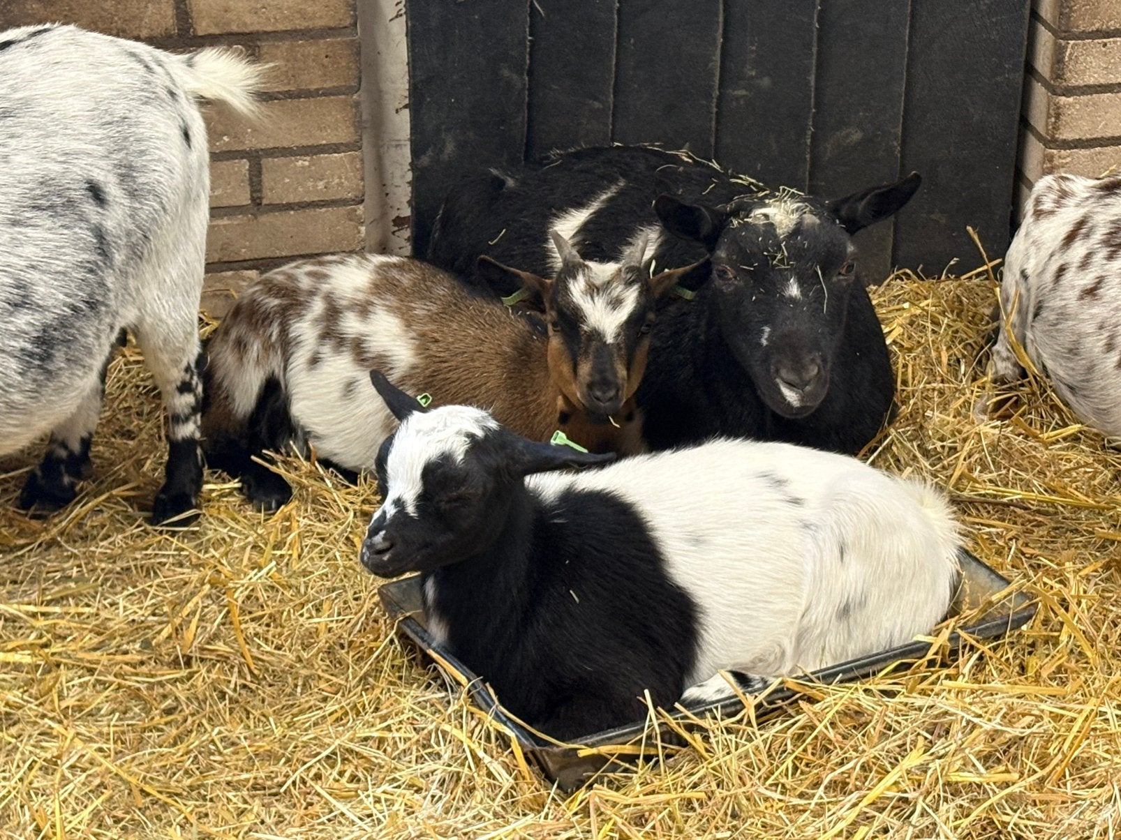 Dwerggeiten, Dieren en Toebehoren, Schapen, Geiten en Varkens, Geit, Meerdere dieren