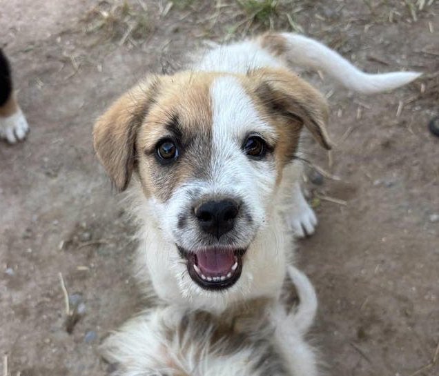 Frina – een nieuwsgierig meisje dat de wereld ontdekt, Dieren en Toebehoren, Honden | Niet-rashonden, Particulier, 15 weken tot 1 jaar