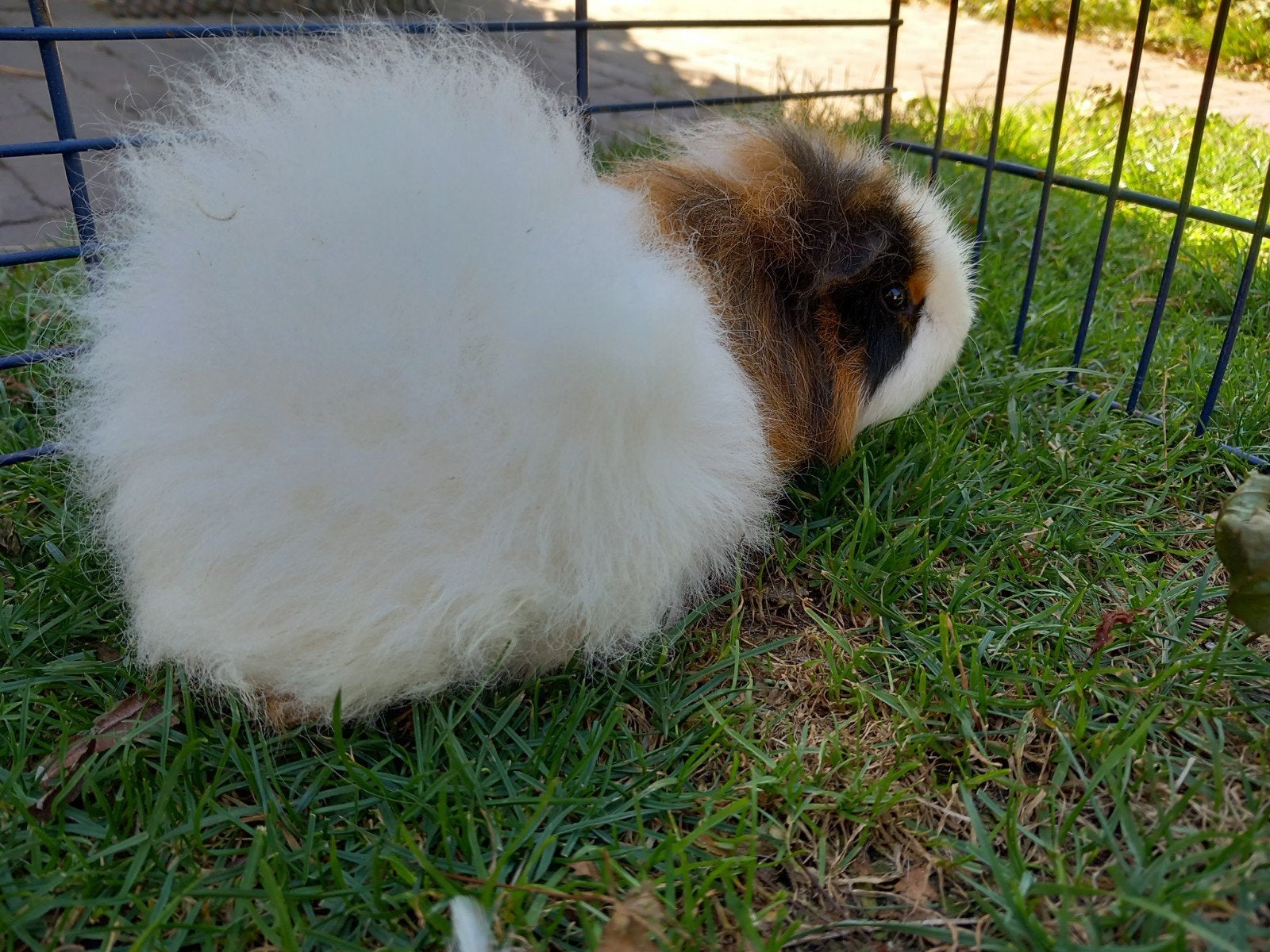 ch teddy zeugje 3kleur, Dieren en Toebehoren, Februari, Vrouwelijk, Cavia