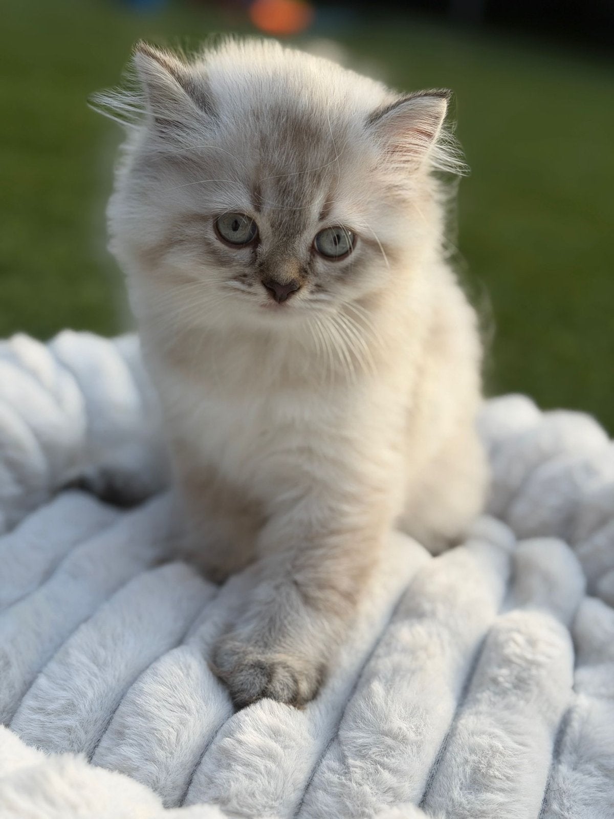 Nog 2 beschikbaar Schattige kittens zoeken een liefdevol thu, Meerdere dieren