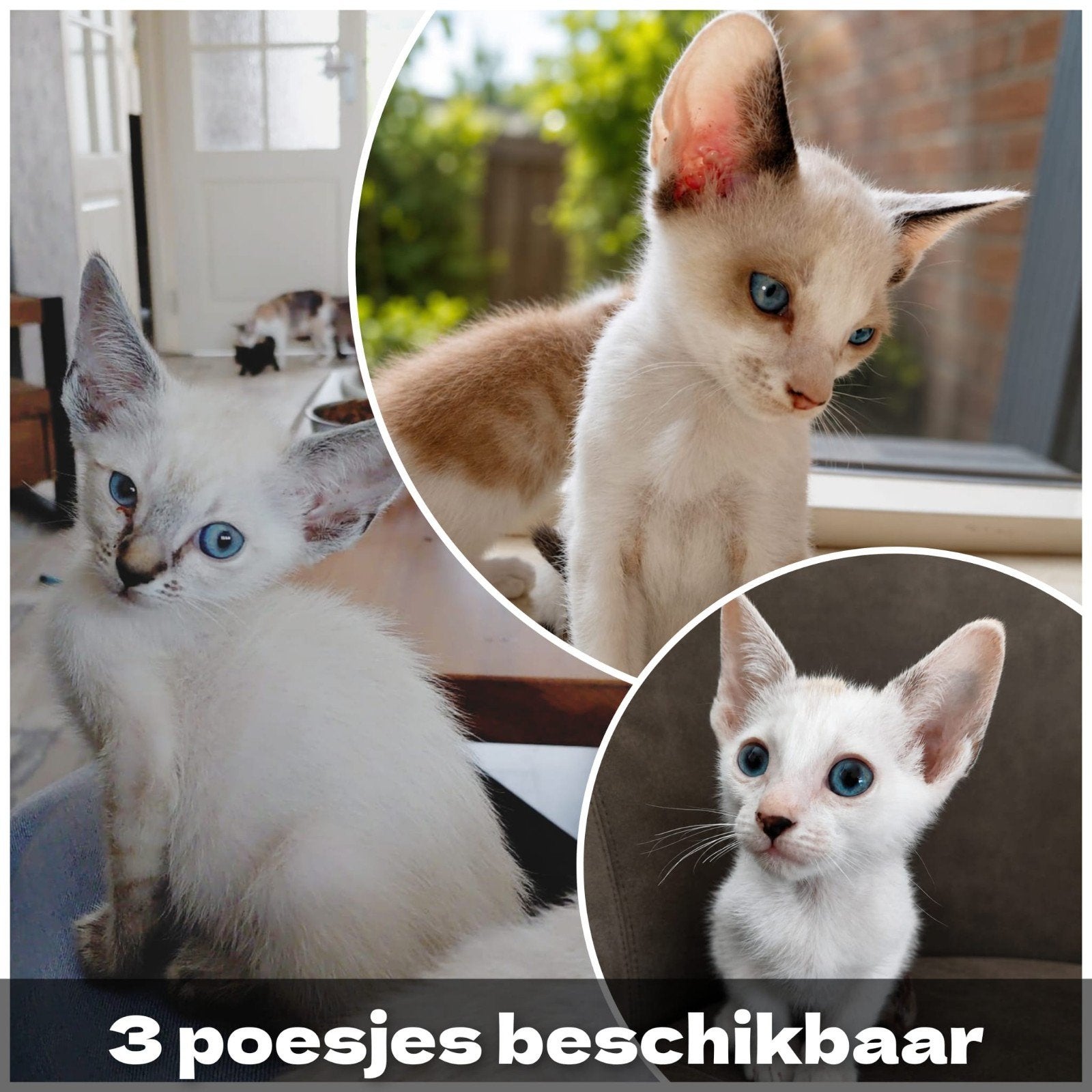 Oosterse Korthaar x Devon Rex kittens, Dieren en Toebehoren, Meerdere dieren