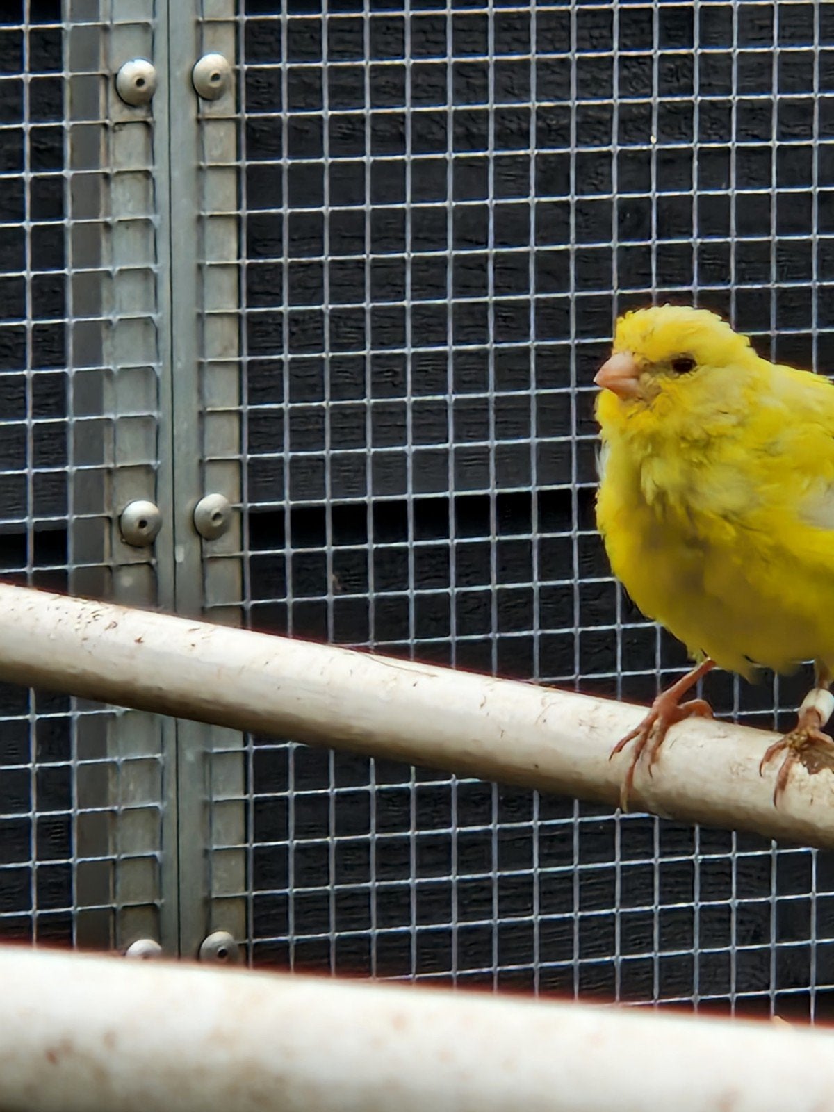 agaat opaal man kanarie te koop, Mannelijk, Dwergpapegaai of Agapornis