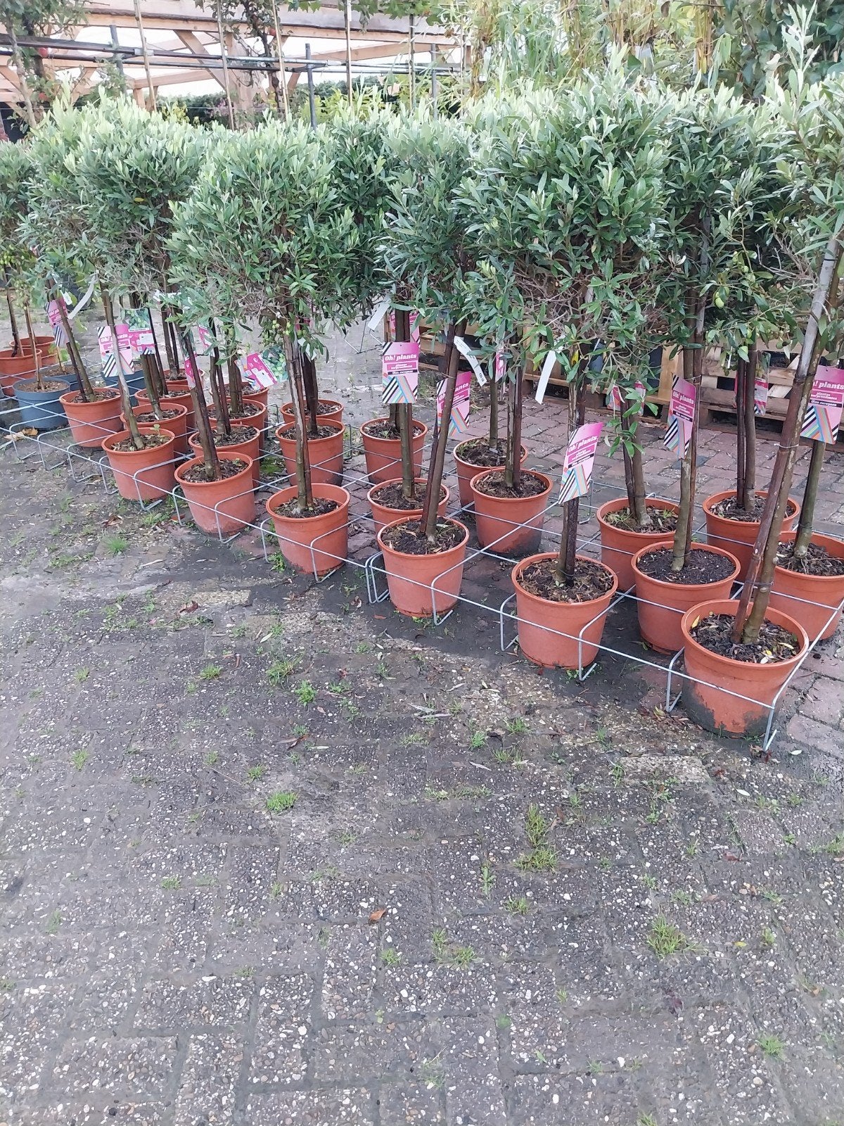 Olijfbomen op stam - Mediterrane sfeer voor uw tuin, Tuin en Terras, 100 tot 250 cm, Olijfboom, Zomer, Ophalen