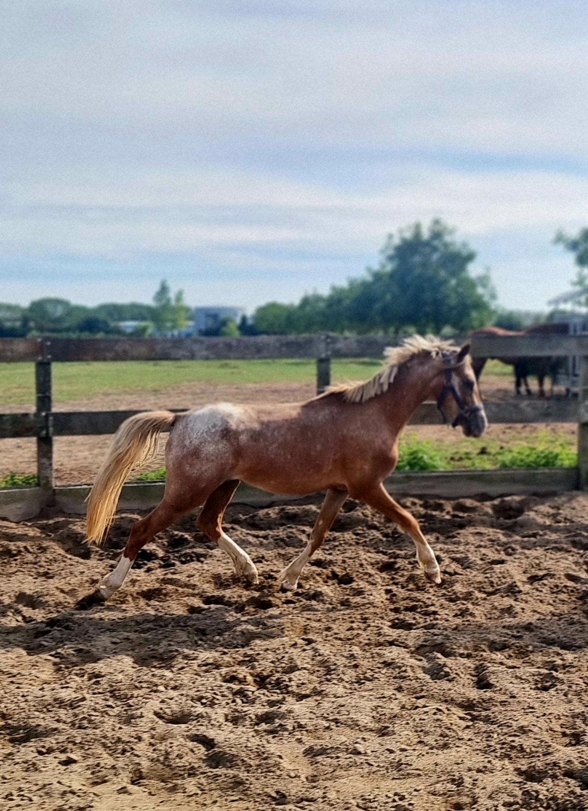 Mooie lieve pony.!!, Ruin, Minder dan 160 cm, Met stamboom, 0 tot 2 jaar