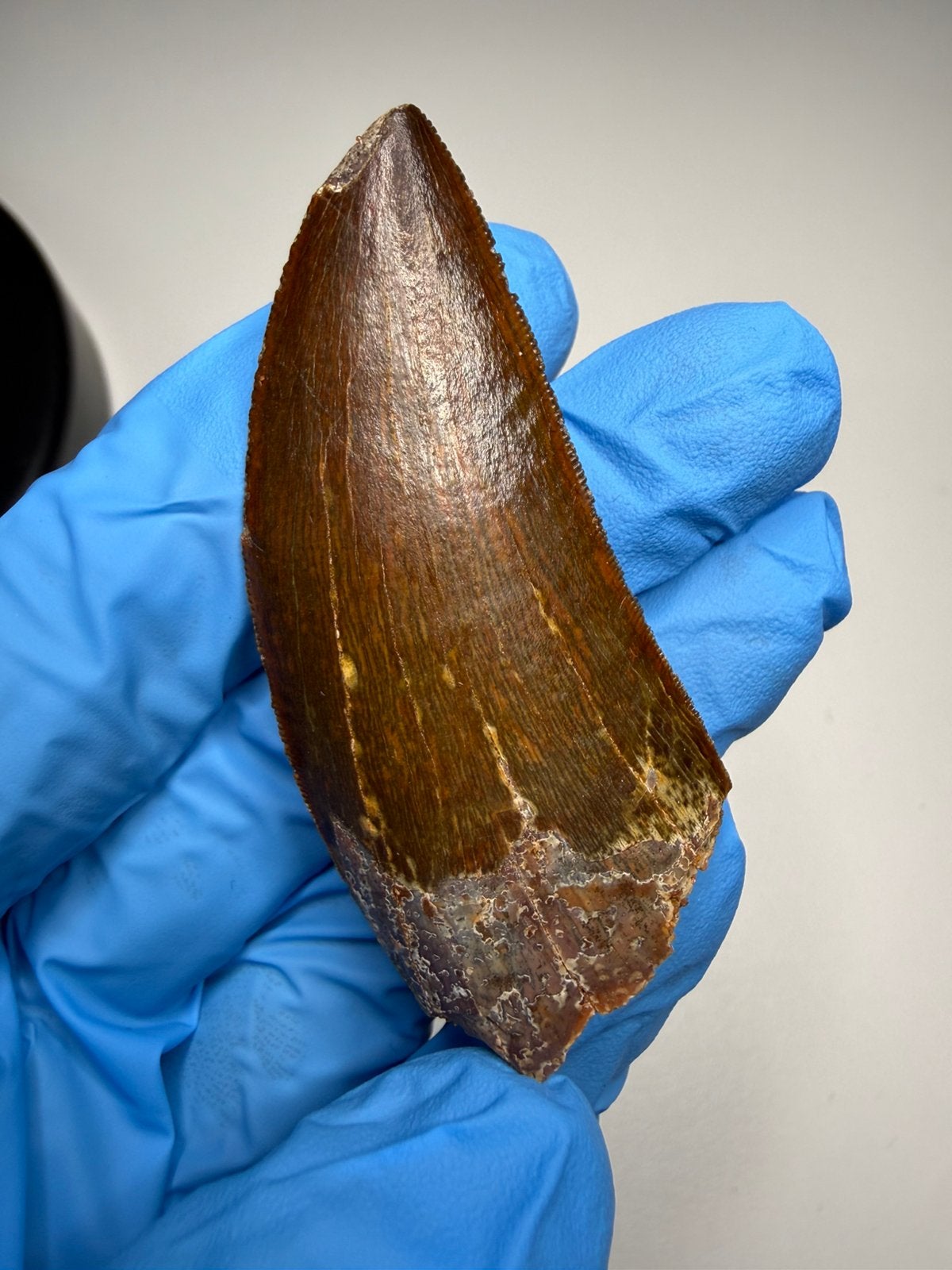 *GEM* Carcharodontosaurus tand - 6.5cm, Ophalen of Verzenden, Fossiel