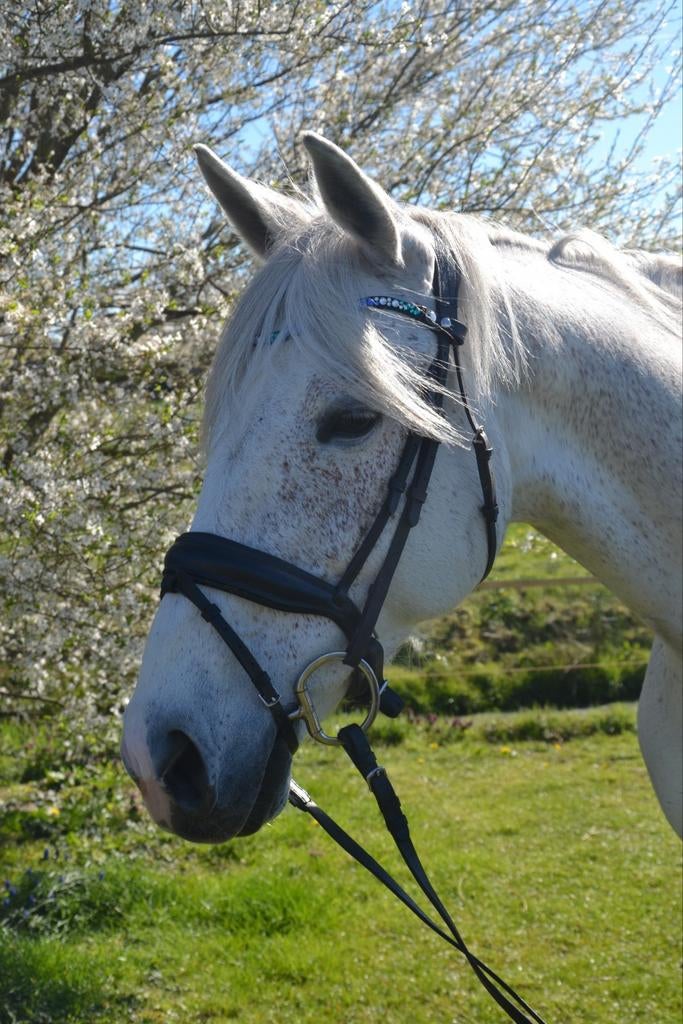 Fijne dressuurmerrie, Dieren en Toebehoren, Paarden, Merrie, Met stamboom, Dressuurpaard, L