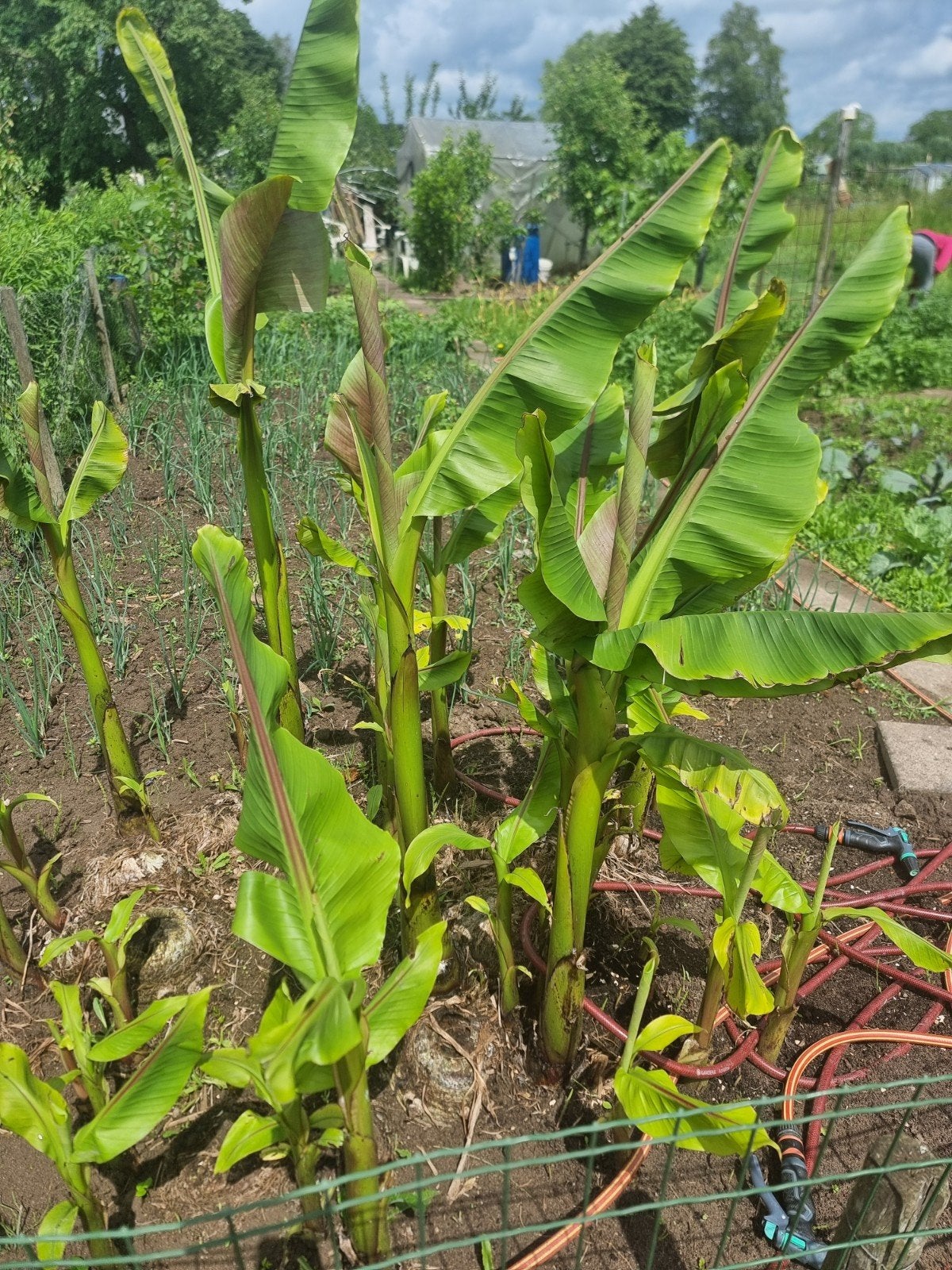 Bananenplanten - Musa Basjoo (Winterhard), Ophalen of Verzenden, Overige soorten, Volle zon