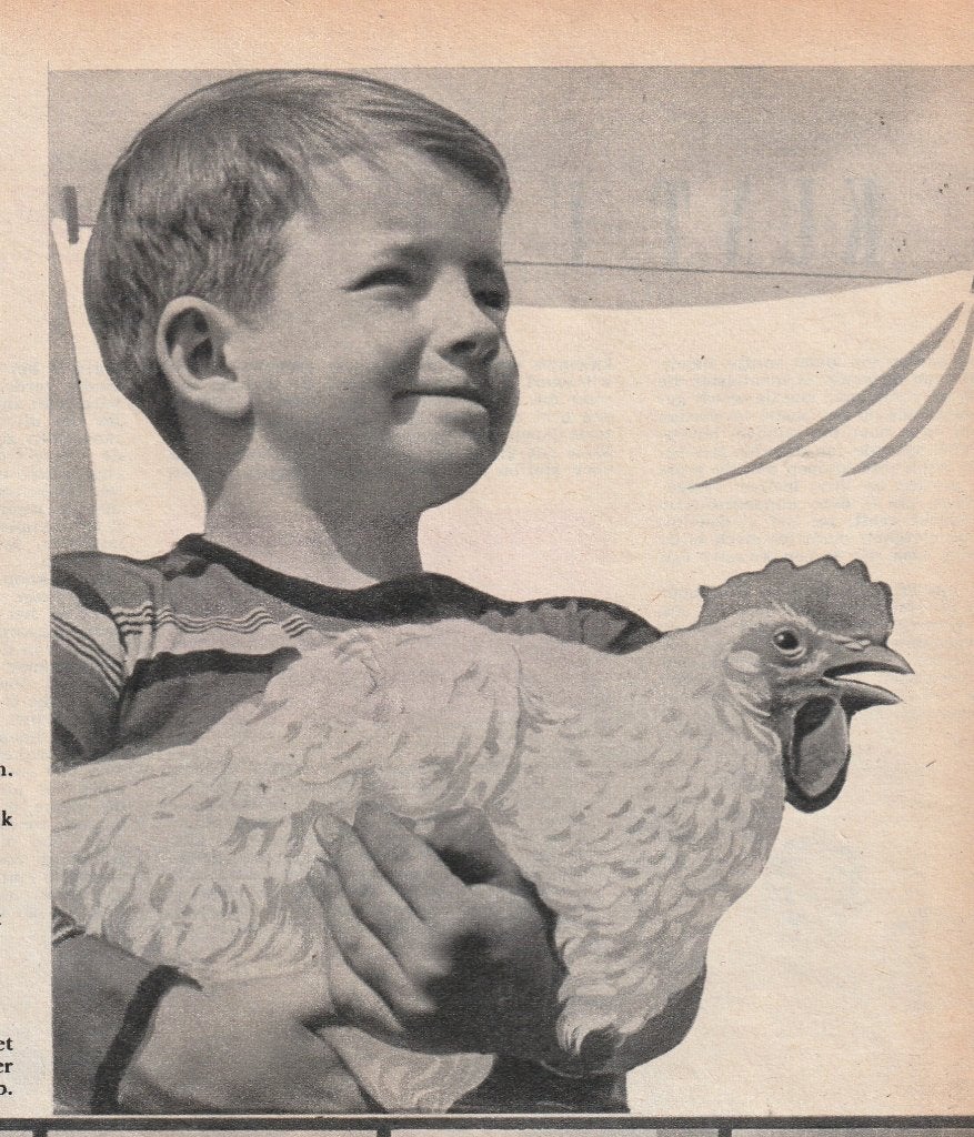 Retro reclame 1960 Sunil wasmiddel jongetje met kip, Ophalen of Verzenden, Overige typen