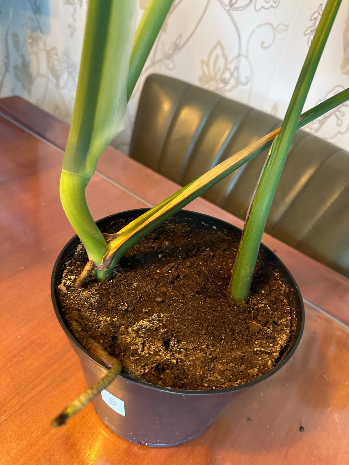 Monstera Deliciosa - Gatenplant. #8, Ophalen, Overige soorten, Halfschaduw, Minder dan 100 cm
