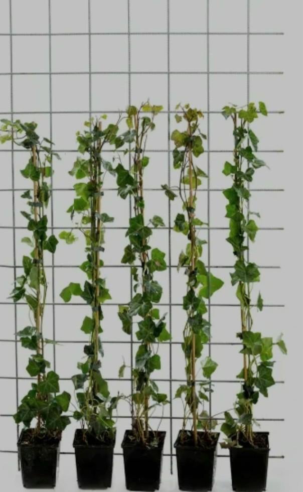 Hedera planten te koop aangeboden !! Koopje !!, Tuin en Terras, Ophalen, Overige soorten, Haag, 100 tot 250 cm