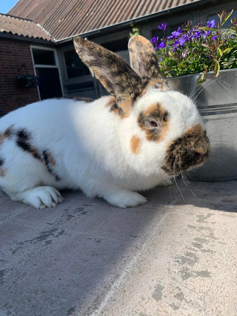 Super mooi Rijnlander konijn, Dieren en Toebehoren, Konijnen, Mannelijk, Middelgroot, 0 tot 2 jaar