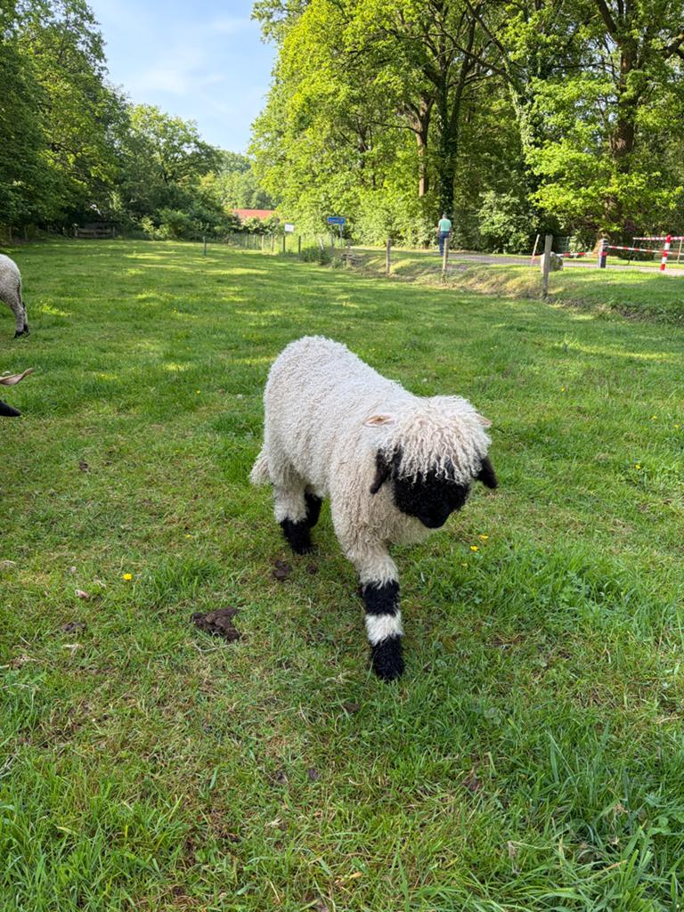 Walliser schwarznase ramlam, Mannelijk, Schaap