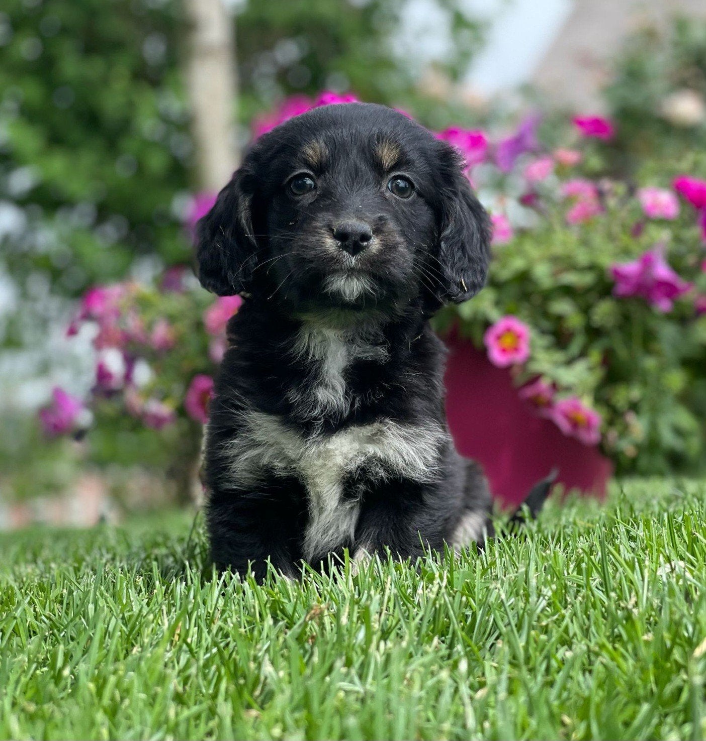 Lieve Friese Stabij x Golden Retriever pups uit stamboomlijn, Dieren en Toebehoren, Nederland, Parvo, Overige rassen, 8 tot 15 weken