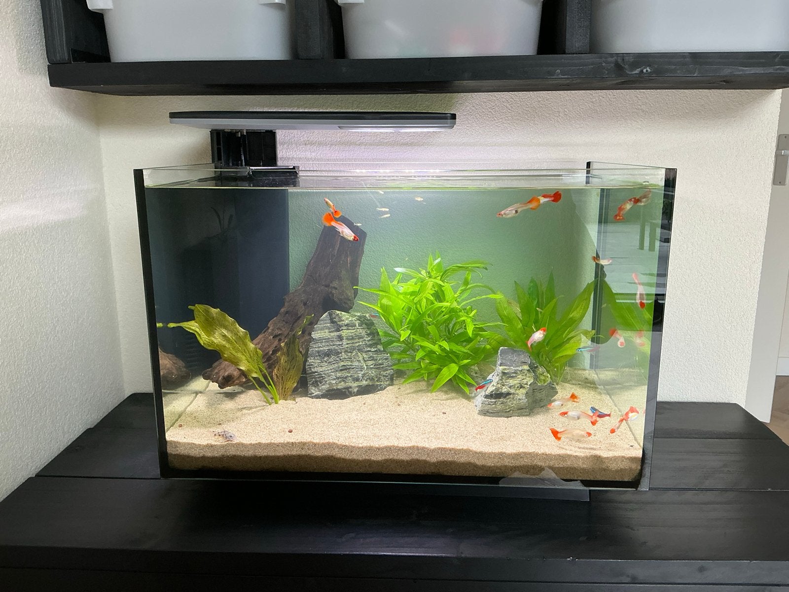Superfish Quadro 70 aquarium met veel extra’s, Ophalen, Gebruikt, Gevuld zoetwateraquarium, Superfish