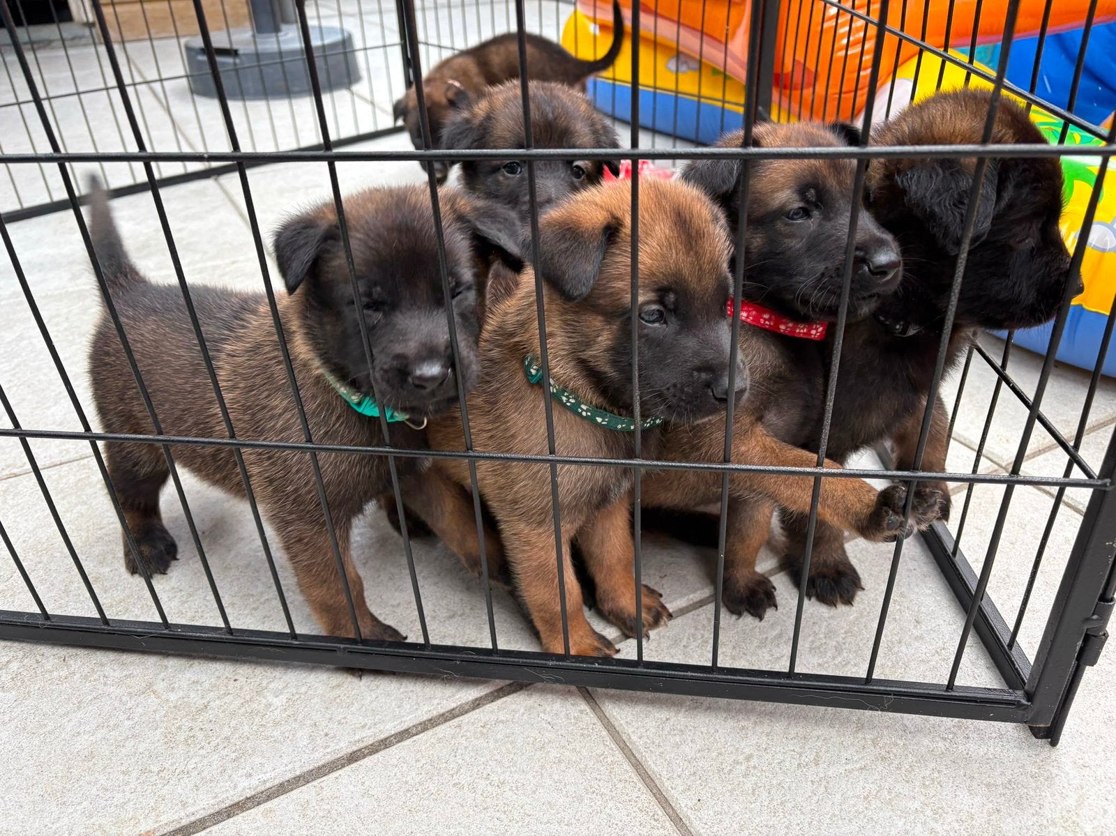 puppys tekoop mooie combinatie, Parvo, 8 tot 15 weken, Meerdere, Meerdere dieren