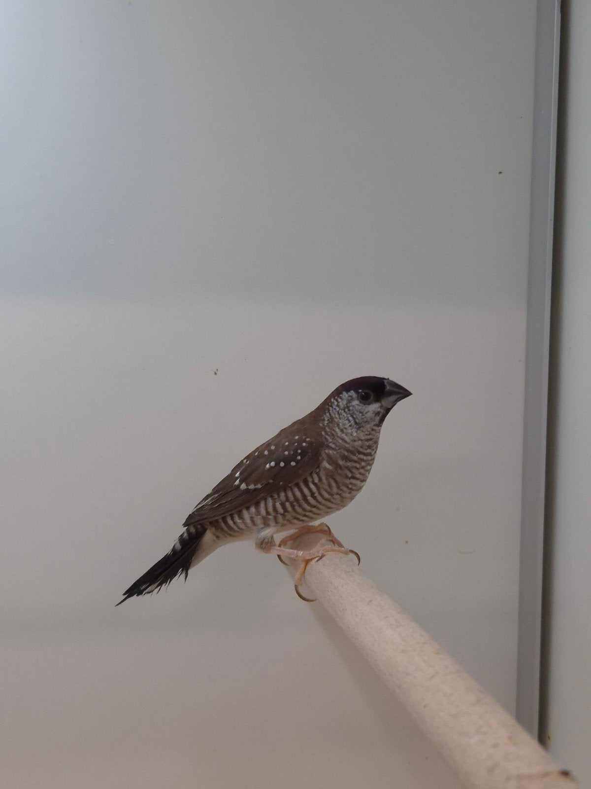 2-0 Ceres amadine, Dieren en Toebehoren, Mannelijk, Tropenvogel, Geringd