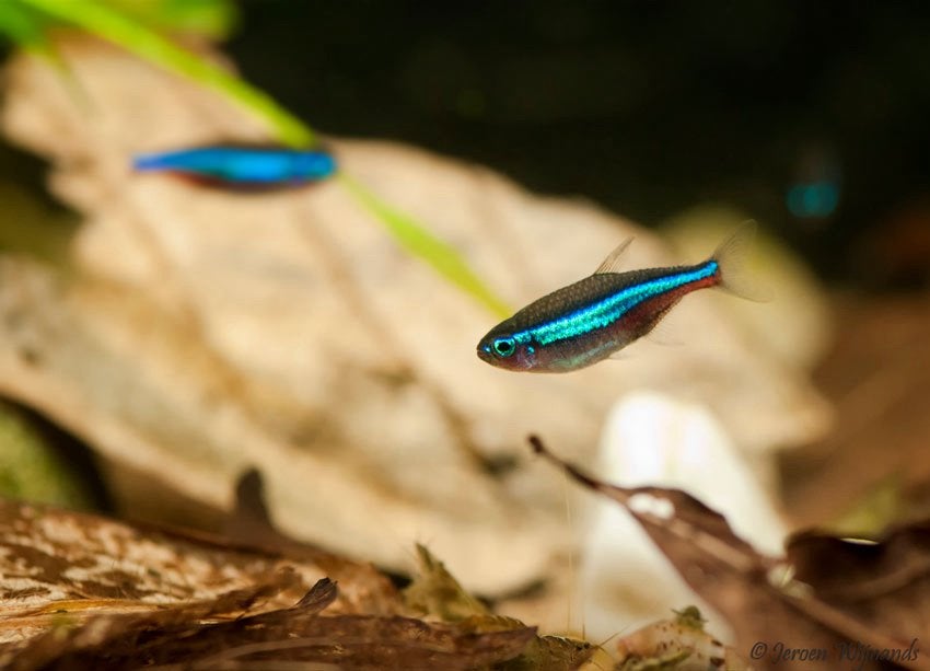 9 Paracheirodon simulans/neon blauwe tetras + voer, Vis