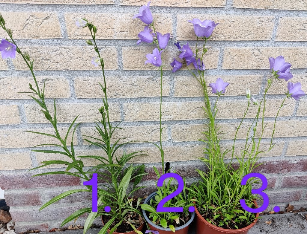 Hoge Campanula, Ophalen, Vaste plant, Overige soorten, Halfschaduw