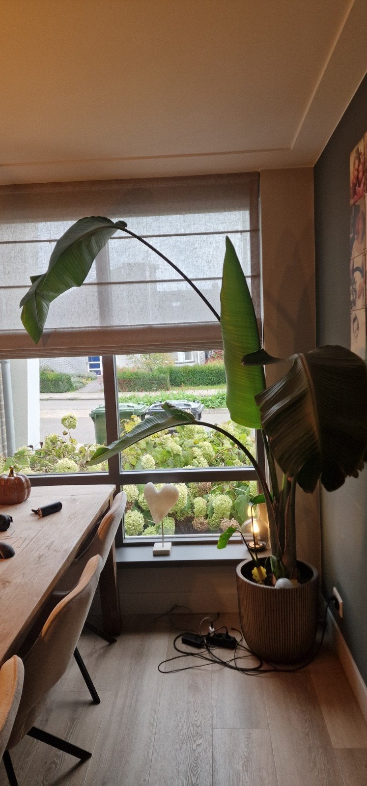 Grote Strelitzia - Ruim 2 meter hoog, zoekt nieuwe plek, Ophalen, 200 cm of meer, Overige soorten, Halfschaduw