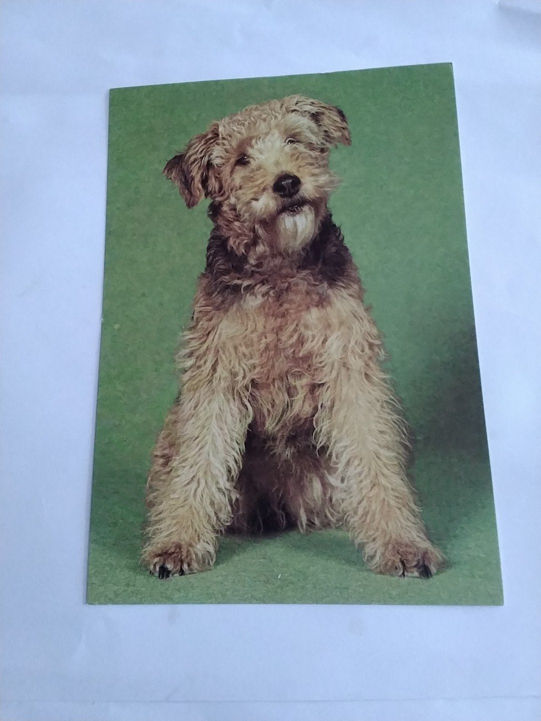 Vintage Ansichtkaart Dierenbescherming - Airedale Terriër, Ophalen of Verzenden
