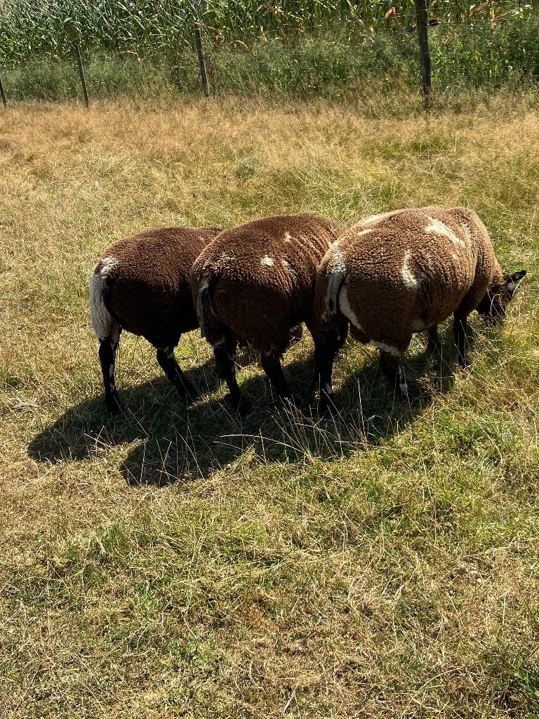 Bonte rammen, Dieren en Toebehoren, Mannelijk, Schaap, 0 tot 2 jaar