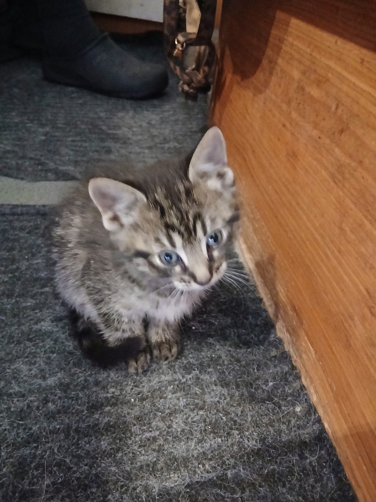 Kittens tekoop, 0 tot 2 jaar