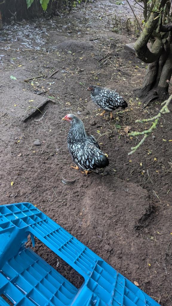 Wyandotte kriel hanen zilver zwart gezoomd, Dieren en Toebehoren, Pluimvee, Mannelijk, Kip