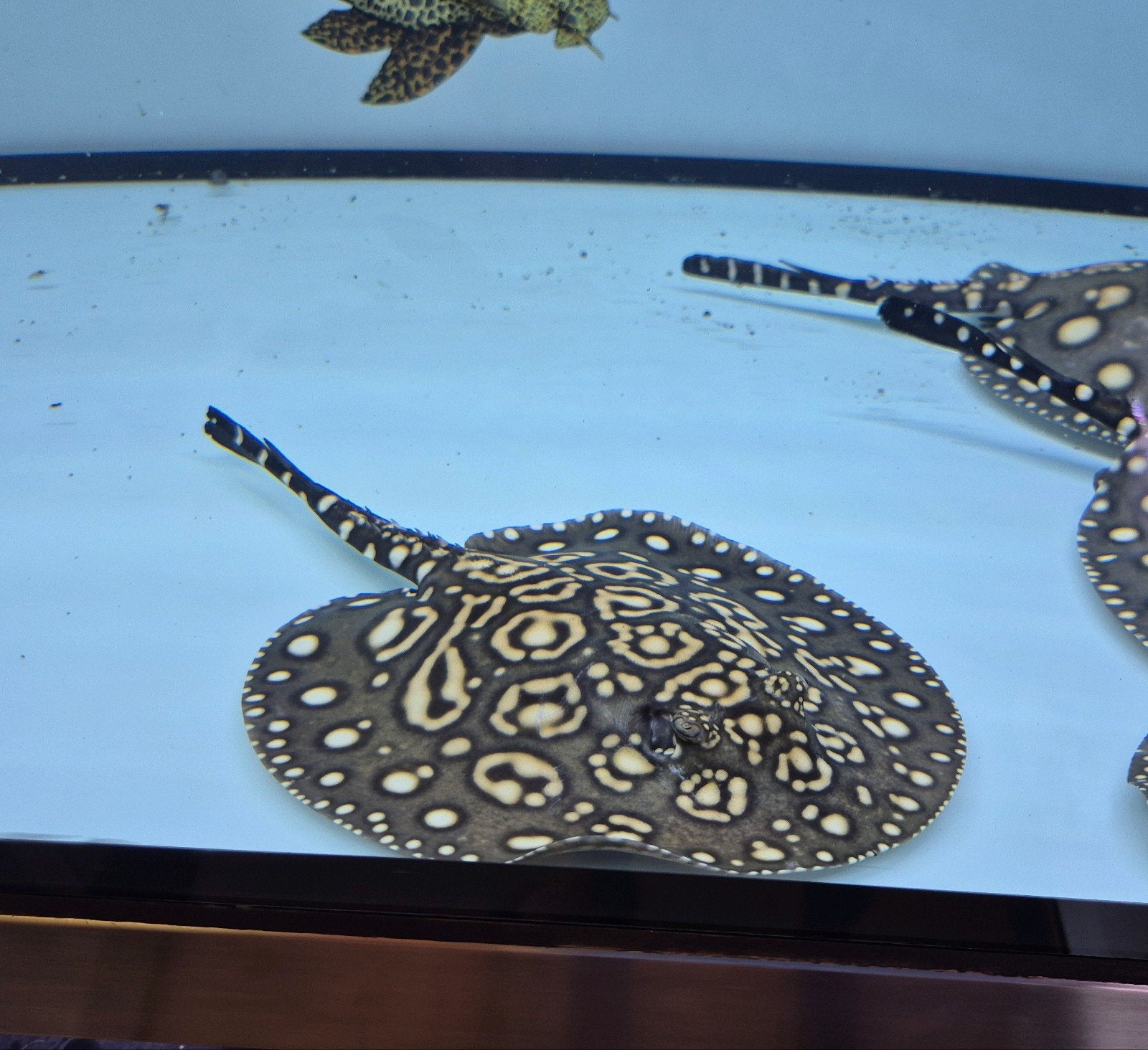 potamotrygon black diamond, Vis