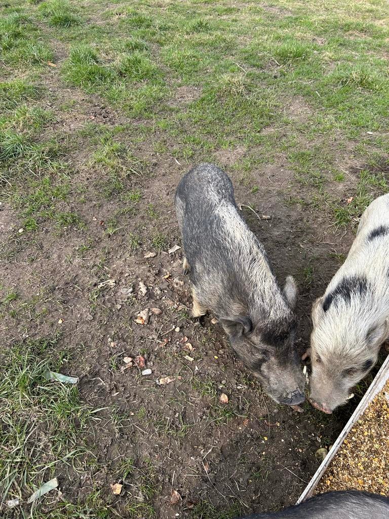 Hangbuikzwijntjes, Dieren en Toebehoren, Mannelijk, Schaap