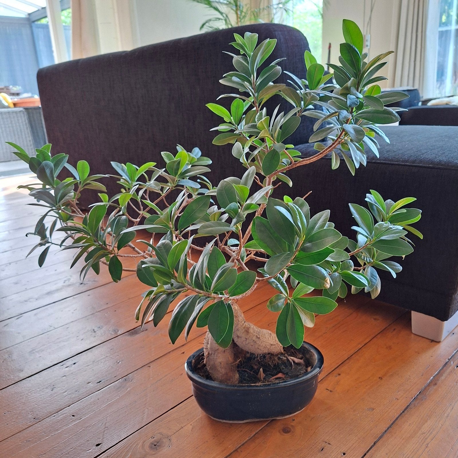Mooie Bonsai plant voor binnen - Ficus Ginseng, Ophalen, Overige soorten, Halfschaduw