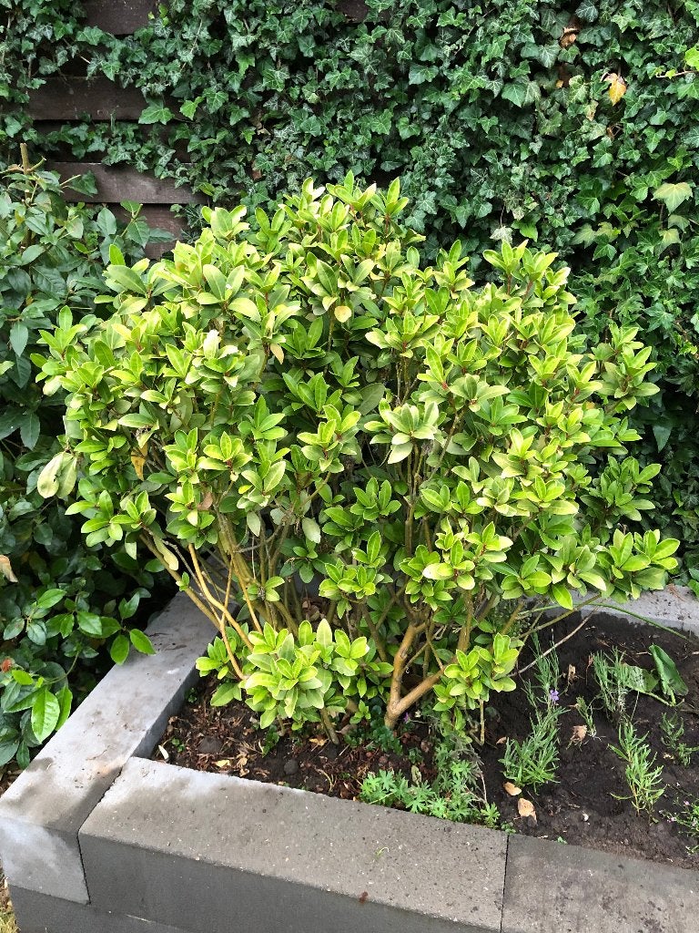Skimmia, Tuin en Terras, Planten | Tuinplanten, Volle zon, Vaste plant, Winter, Ophalen