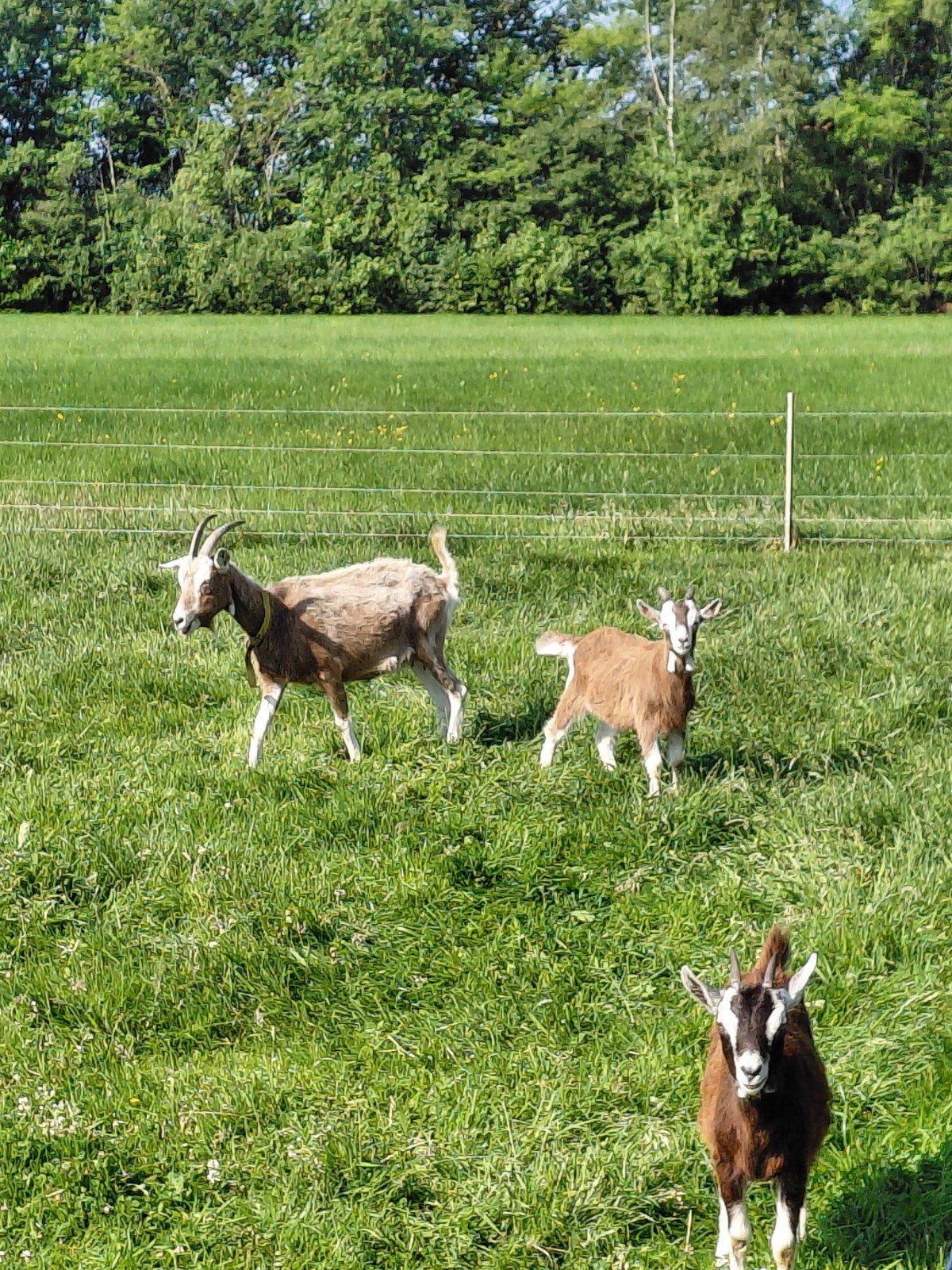Tochenburger geit en bokjes, Meerdere dieren, Geit