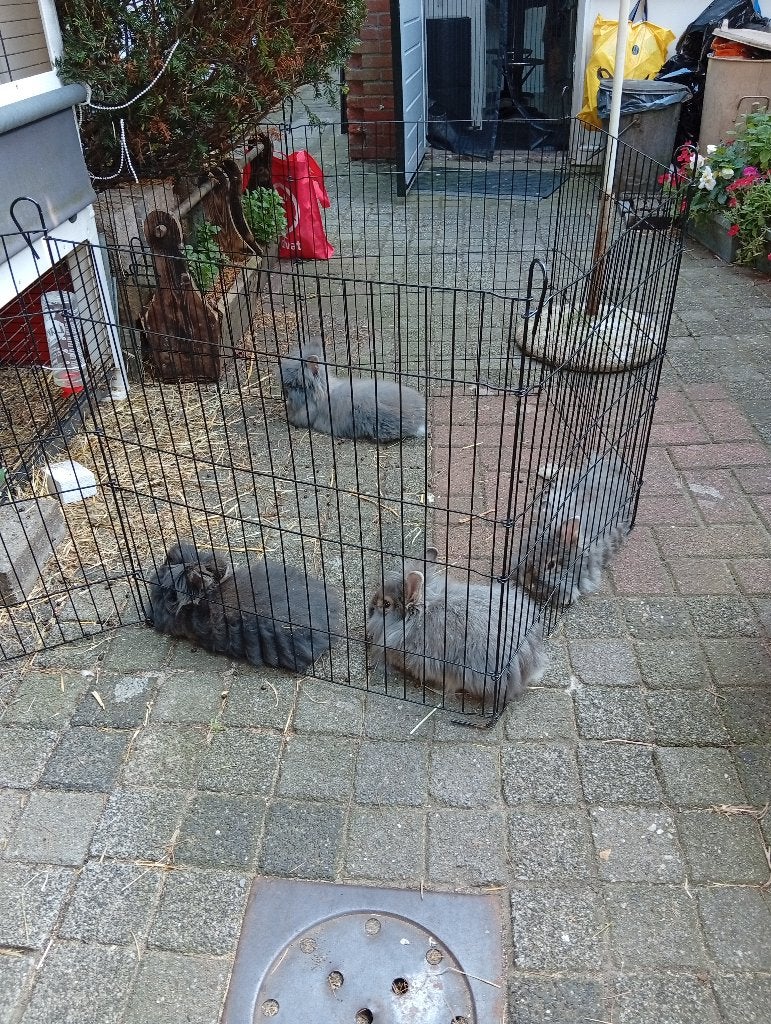 Konijntjes, Dieren en Toebehoren, Meerdere dieren, Dwerg, 0 tot 2 jaar