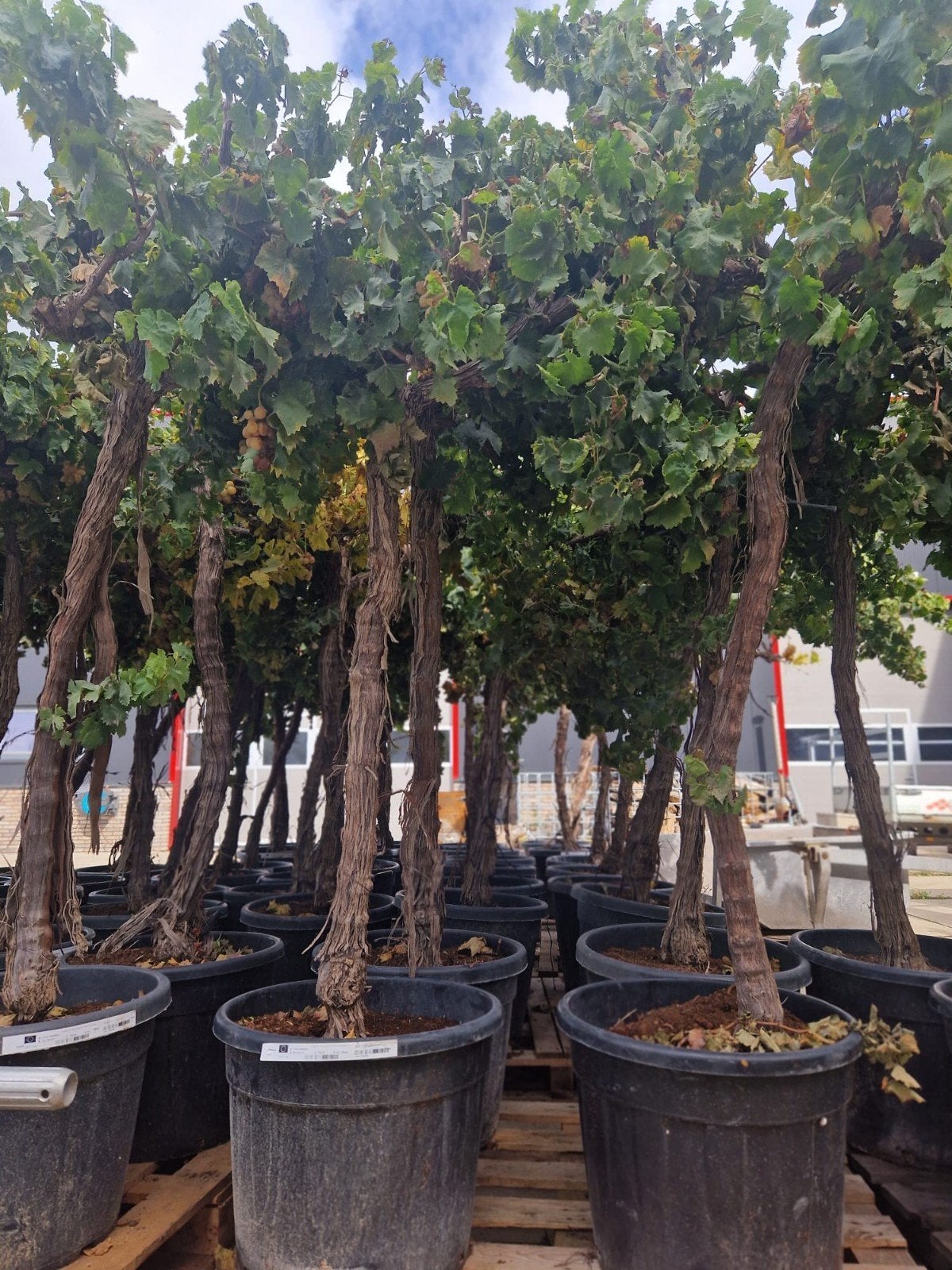 druivenbomen vitis vinifera alta, Tuin en Terras, Ophalen, Zomer, Volle zon, 100 tot 250 cm