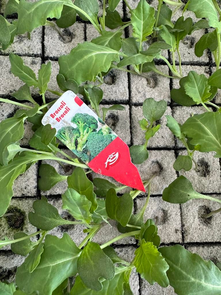 Kool plantjes, Ophalen, Volle zon, Groenteplanten, Eenjarig