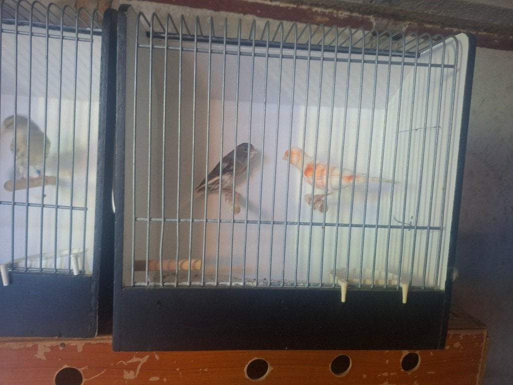 div kanaries, Meerdere dieren, Kleurkanarie