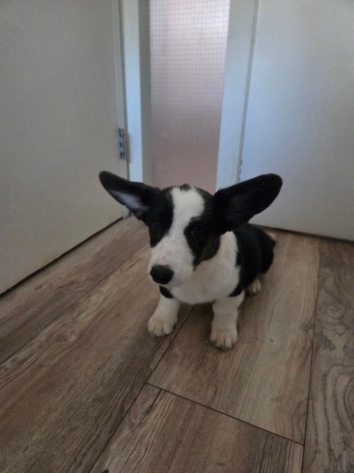 Mooie Welsh Corgi Cardigan pup ., 15 weken tot 1 jaar, CDV (hondenziekte), Teef, Eén hond