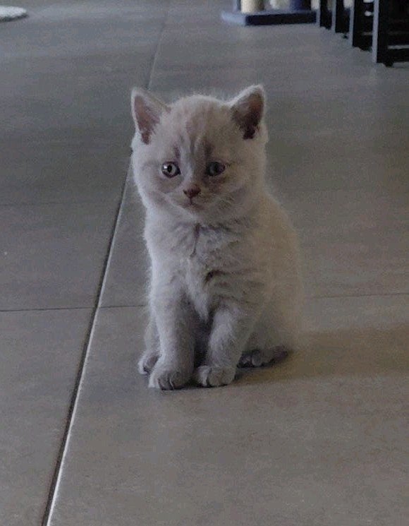 lief brits korthaar  kitten, Meerdere dieren, 0 tot 2 jaar