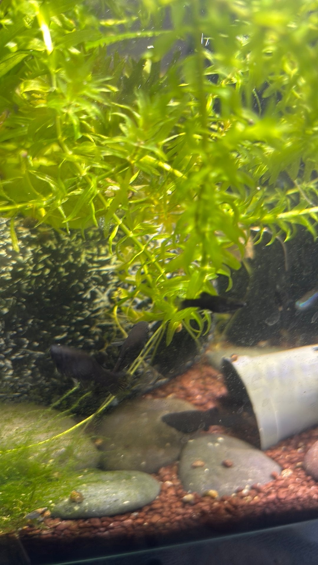 Baby black mollys, Vis