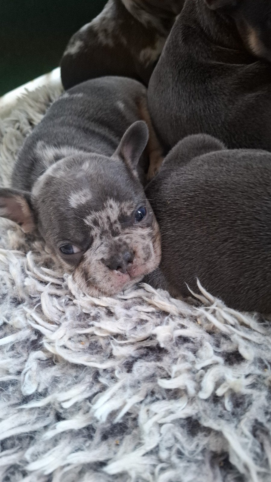 Franse Bulldog pup, Dieren en Toebehoren, Reu, 8 tot 15 weken, Bulldog, Eén hond