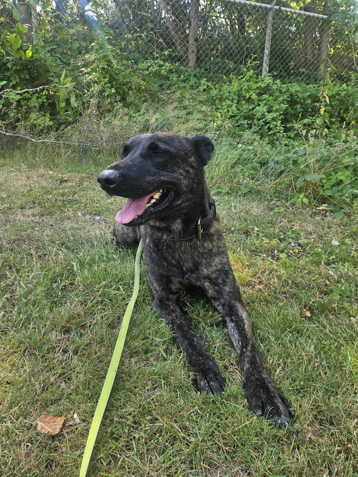 ex werkhond hollandse herder, Dieren en Toebehoren, Honden | Niet-rashonden, 6 jaar of ouder, Reu, Eén hond, Nederland