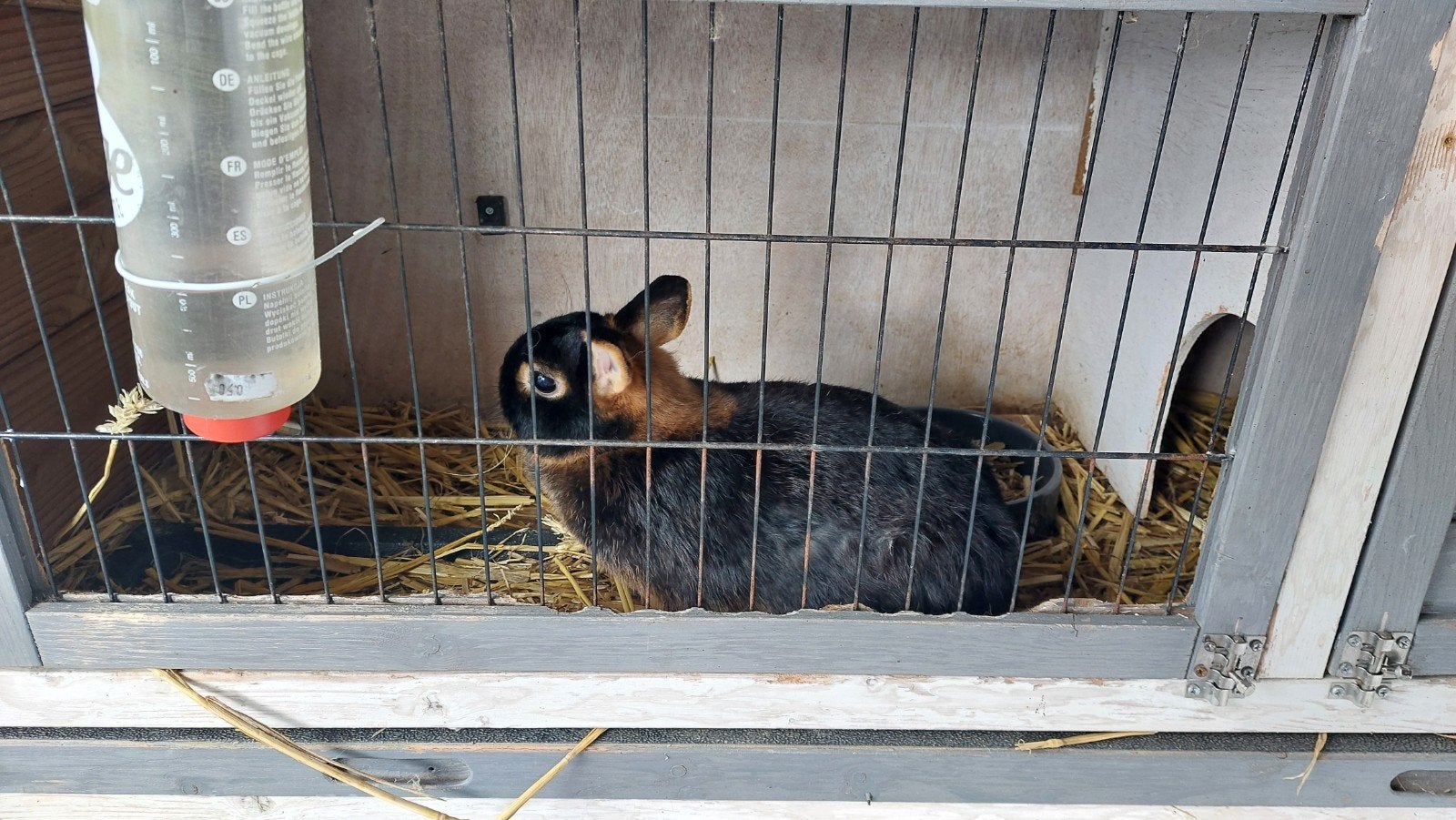 mooie kleine tan konijntjes, Dieren en Toebehoren, Konijnen, Meerdere dieren, Dwerg, 0 tot 2 jaar