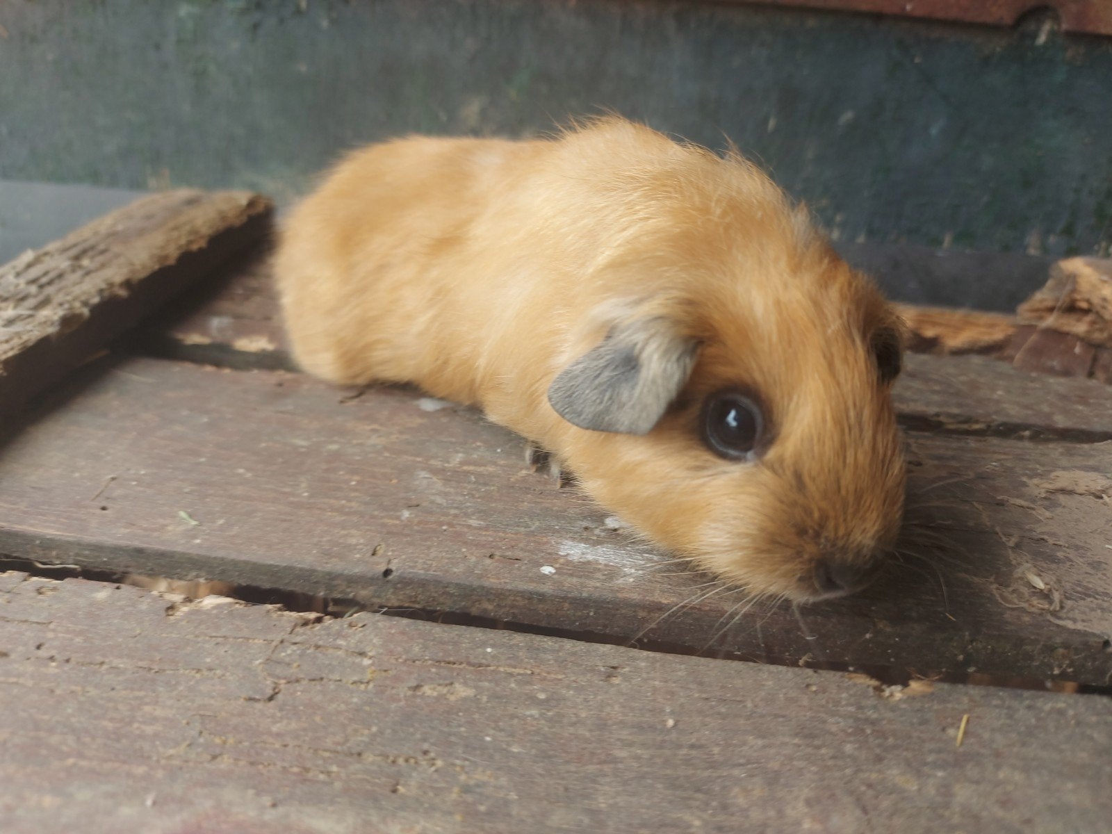2 California cavia zeugjes zusjes, Dieren en Toebehoren, Knaagdieren, Juni, Vrouwelijk, Cavia
